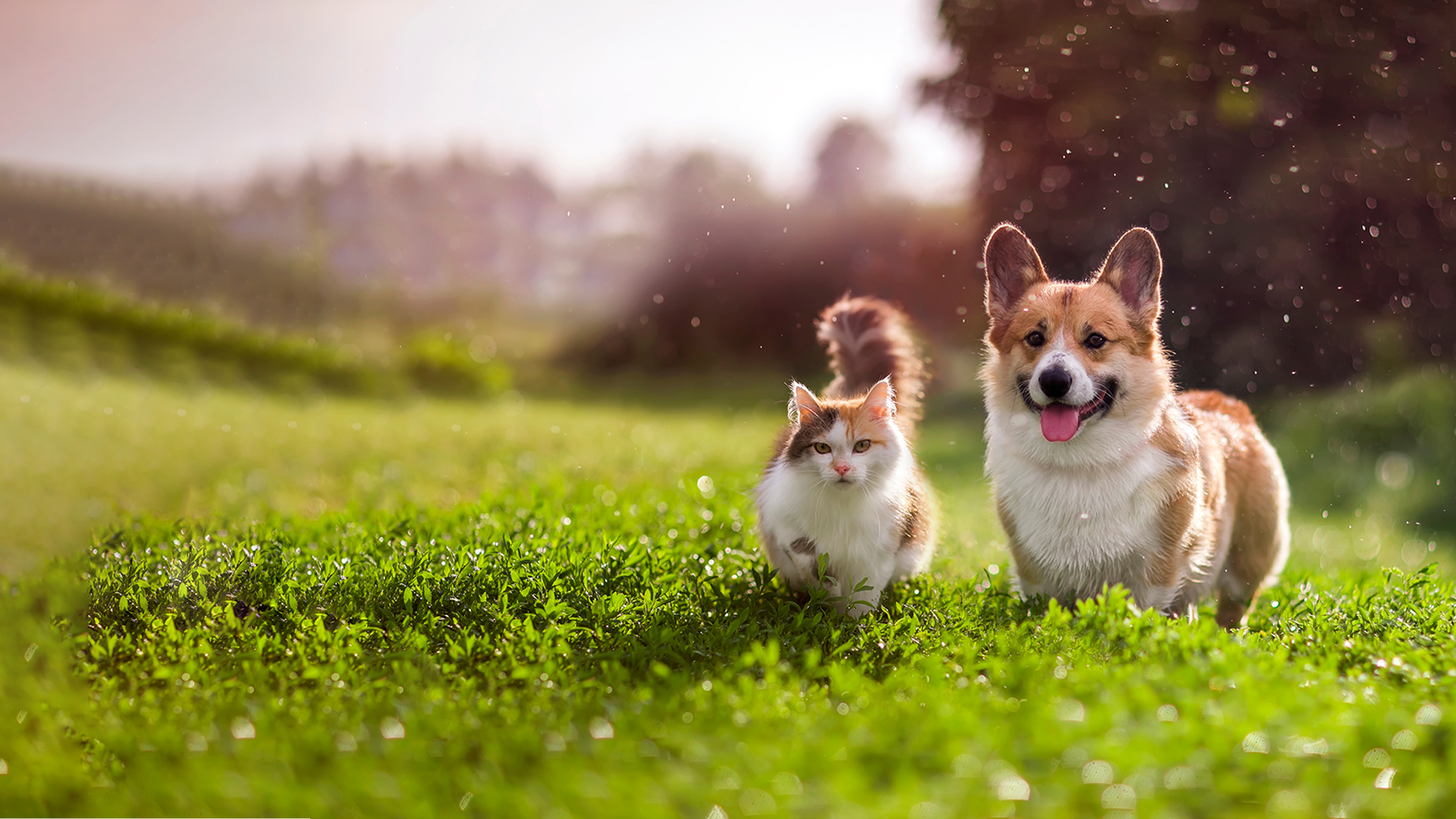 A fluffy cat and a happy corgi, recently given a clean bill of health by their veterinarian, walk together on a lush green lawn. The sun casts a warm glow, with small particles floating in the air and soft-focus trees in the background.