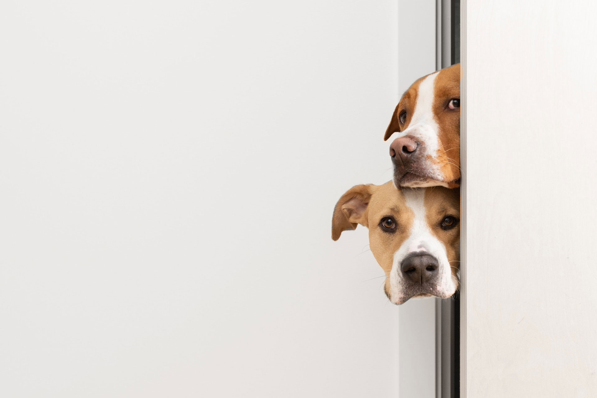 Two brown and white dogs, perhaps curious to see if their veterinarian is visiting, peek through a partially open door, looking intently at the camera. The background remains plain and white.