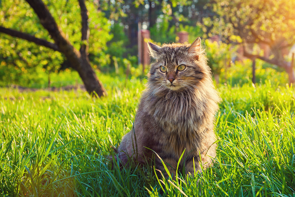 A fluffy, brown and gray cat with green eyes sits in tall green grass in a sunlit garden with trees in the background. The sunlight filters through the trees, creating a warm glow around the cat and the scene.