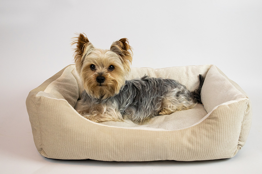 A small Yorkshire Terrier with a silky tan and gray coat lounges comfortably in a beige dog bed against a plain white background. The dog is looking directly at the camera with its ears perked up.