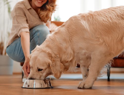 Understanding Increased Appetite in Pets: What It Could Mean for Their Health