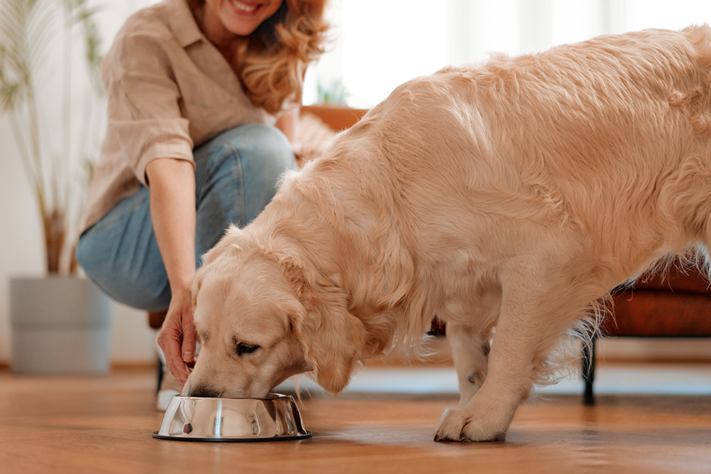 A woman with wavy hair and a beige shirt crouches on the floor, smiling as she places a metal bowl down for a large golden retriever to eat from. The dog, standing on a wooden floor, has its head in the bowl. The background is softly lit and homey.